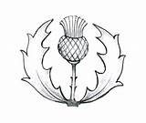 Thistle Scottish Drawing Tattoo Line Celtic Enguerrand Tattoos Designs Thistles Deviantart Scotland Patterns Drawings Draw Distel Scotch Flower Stencils Stained sketch template
