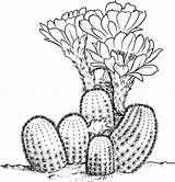 Cactus Coloring Pages Desert Drawing Printable Sheets Lobivia Plant Clipart Pear Prickly Cartoon Dessin Colorier Supercoloring Plants Drawings Color Flower sketch template