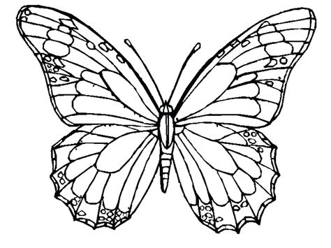 butterfly wings drawing  getdrawings