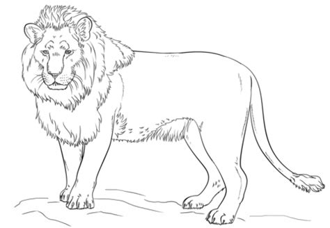 male lion standing drawing tutorials  kids drawing  beginners