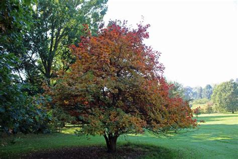 maple leaf oak quercus acerifolia gardenorg