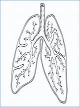 Coloring Lungs Respiratory System Getcolorings Getdrawings Printable sketch template