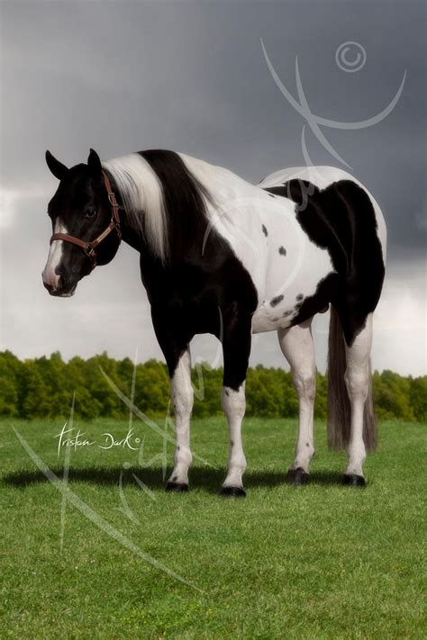 black tobiano horse painting american paint horse beautiful horses