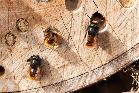 kunnen bijen  je huis overwinteren onze natuur