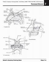 Veterinary Drawi Saunders sketch template