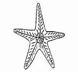 Coloring Starfish Preety Long Kidsplaycolor sketch template