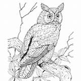 Owl Horned Great Coloring Pages Surfnetkids Printable Color sketch template