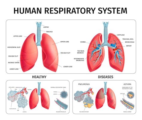 V Gf020 3d Educational Medical Teaching Human Lung Anatomy Wall Charts