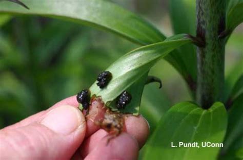 Lily Leaf Beetle Larvae Umass Center For Agriculture Food And The