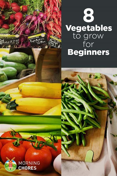 easiest vegetables  grow   dont  gardening