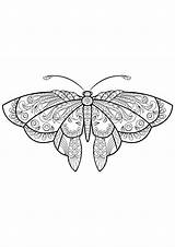 Butterfly Coloring Patterns Beautiful Pages Adult Insects sketch template