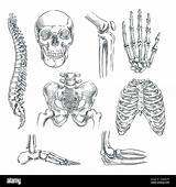 Bones Human Skeleton Joints Anatomy Isolated sketch template