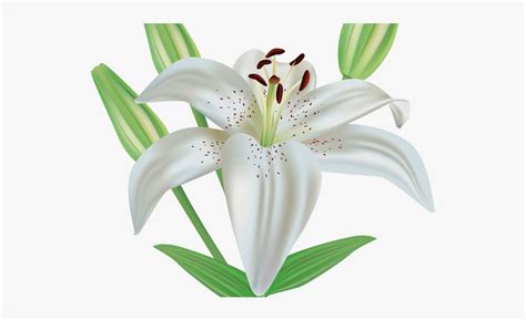 Easter Lily Clip Art 11 Free Cliparts Download Images On