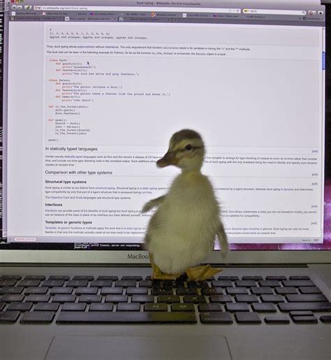duck typing  intro  cskk  flickr humor intro duck