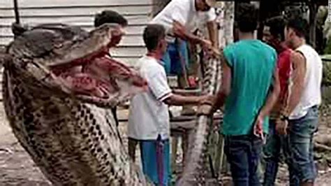 man kills massive python after encounter cnn video