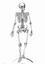 Skeleton Coloring Pages Printable Kids Skeletons Bones Print Skelett Anatomy Squelette Malvorlage sketch template