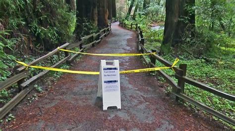 Hiker Killed By Falling Redwood Tree In California New York Daily News