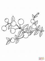 Cranberry Cranberries Coloring Clipart Pages Printable Drawing Supercoloring Grapefruit Clipground Categories sketch template