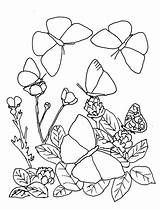 Mariposas Farfalle sketch template