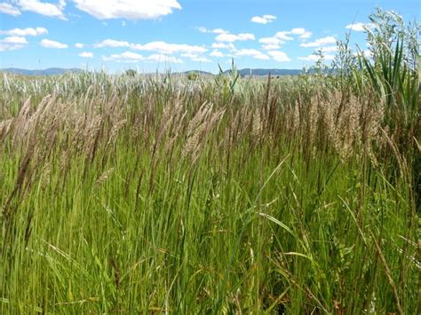 native grasses      lawn lawnstarter
