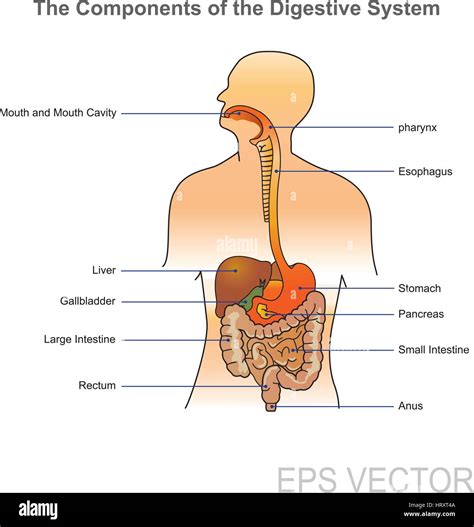 lapparato digestivo umano  costituito dal tratto gastrointestinale  laccessorio organi