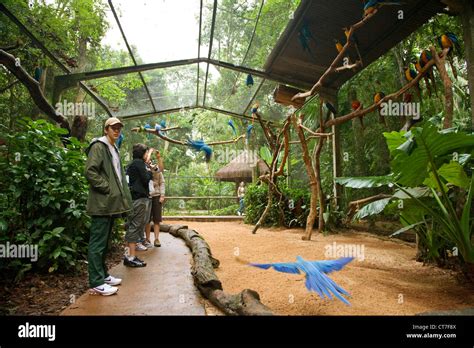 walk  parrot aviary  parque das aves  bird park stock photo  alamy
