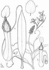 Plants Nepenthes Nepenthaceae Mdpi G001 1024 Plant Deploy Pitcher Carnivorous Mindanao Species Mountains Philippines Central Four sketch template
