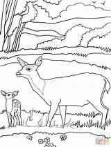Coloring Deer Mule Baby Pages Mother Printable Clipart Para Venado Hembra Dibujar Color Drawing Popular sketch template