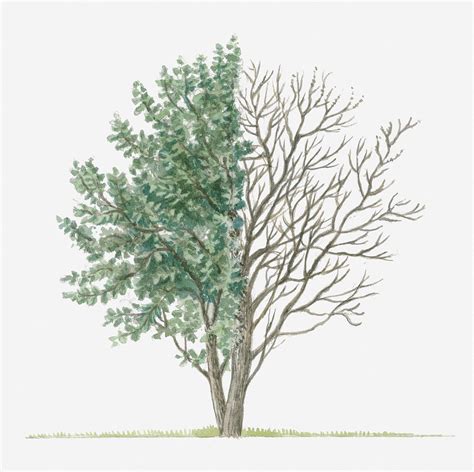 Illustration Showing Shape Of Salix Caprea Goat Willow Tree With