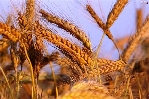 wheat plants wallpapers