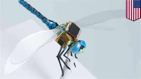 cyborg dragonflies operate  solar power      surveillance cameras tomonews