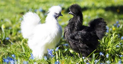 popular bantam chicken breeds az animals