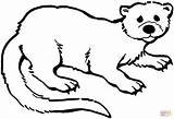 Lontra Curiosa Otter sketch template