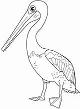 Pelican Coloring Pages Kids Birds Drawing Bird Drawings Color Print Printable Colouring Coloriage Colorier Gif Template Choose Board sketch template