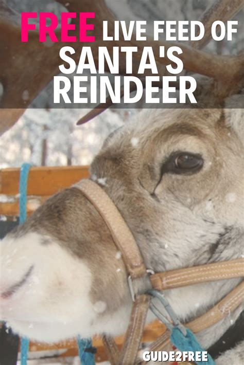 Free Live Camera Feed Of Santa S Reindeer • Guide2free Samples Santa