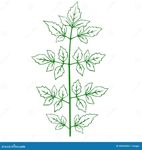 outline   green plant stock images image