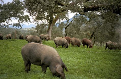 iberische schweine la vineria