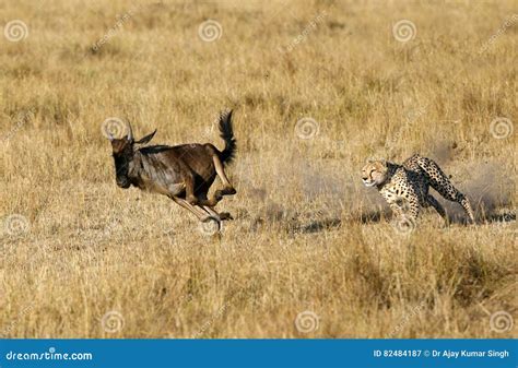mussiara cheetah chasing  wildebeest stock image image  caught