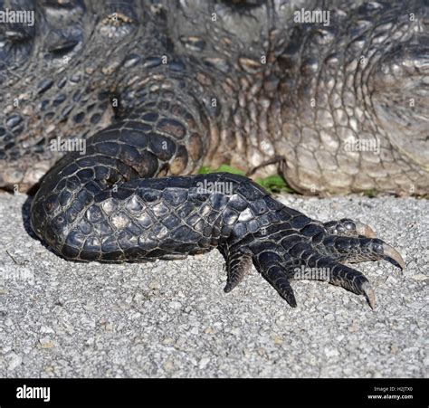 alligator claw stock photo alamy