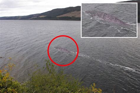 clear  photo  loch ness monster  viral  experts    enormous catfish