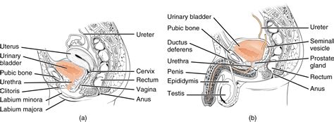 25 2 Gross Anatomy Of Urine Transport Anatomy And Physiology