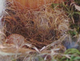 rurality chickadee nest