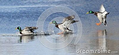 ducks landing royalty  stock photo image