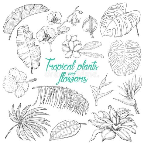set  isolated tropical plants  flowers stock vector illustration