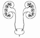 Kidney Drawing Getdrawings sketch template