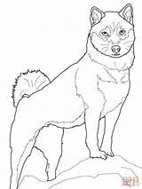 Shiba Inu Akita Coloriage Imprimer Supercoloring Husky Tiere Dogs Ipad Designlooter Ausmalbilder Dessin Sencillos Puppy sketch template