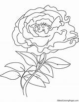 Peony Coloring Template Pages sketch template