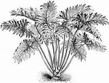 Clipart Philodendron Selloum Etc Original sketch template