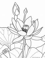 Lotus Flower Lily Water Blossom Opened Drawing Coloring Partially Getdrawings Color sketch template
