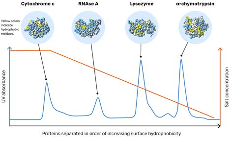 hydrophobic interaction chromatography cytiva